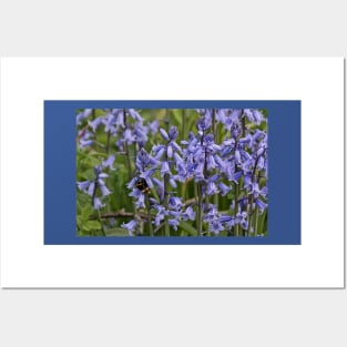 English Bluebells Posters and Art